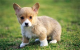 1600 dog photo wallpaper (9) #18