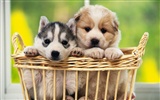 1600 dog photo wallpaper (9) #19