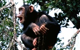 Mono fondos de escritorio de orangután (2) #3