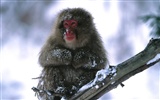 Monkey орангутанга обои (2) #4