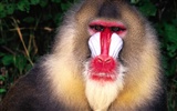 Fond d'écran orang-outan singe (2) #11