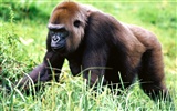 Monkey orangutan wallpaper (2) #12