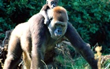 Mono fondos de escritorio de orangután (2) #14