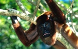 Monkey orangutan wallpaper (2) #15