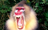 Fond d'écran orang-outan singe (2) #18