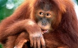 Monkey orangutan wallpaper (2) #19