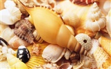 Conch Shell wallpaper album (4)