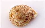 Conch Shell Tapete Album (4) #3