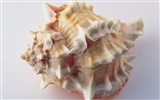 Conch Shell Tapete Album (4) #6