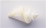 Conch Shell Tapete Album (4) #9