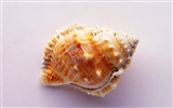 Conch Shell wallpaper album (4) #14