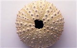 Conch Shell wallpaper album (4) #16