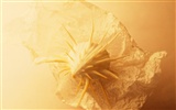 貝殼海螺壁紙專輯(四) #17