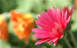 Personal Flowers Wallpapers (2) #22