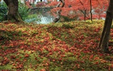 Maple Leaf Tapete gepflasterten Weg