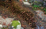 Maple Leaf Tapete gepflasterten Weg #2