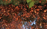 Maple Leaf Tapete gepflasterten Weg #3