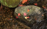 Maple Leaf Tapete gepflasterten Weg #4