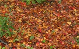 Maple Leaf Tapete gepflasterten Weg #6