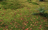 Maple Leaf Tapete gepflasterten Weg #7