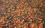 Maple Leaf Tapete gepflasterten Weg #10