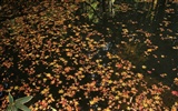 Maple Leaf Tapete gepflasterten Weg #12