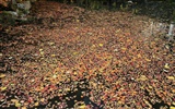 Maple Leaf Tapete gepflasterten Weg #13