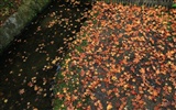 Maple Leaf Tapete gepflasterten Weg #18