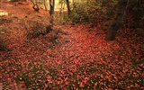 Maple Leaf Tapete gepflasterten Weg #19