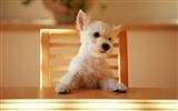 1600 dog photo wallpaper (10) #7