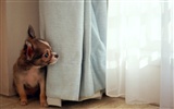 1600 dog photo wallpaper (10) #11