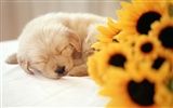 1600 dog photo wallpaper (10) #20