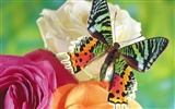 Papillons et fleurs album papier peint (1)