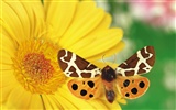 Papillons et fleurs album papier peint (1) #3
