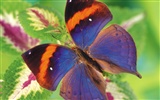 Las mariposas y las flores fondos de escritorio de disco (1) #4