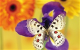 Butterflies and flowers wallpaper album (1) #5