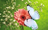 Schmetterlinge und Blumen Wallpaper Album (1) #31103