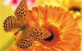 Papillons et fleurs album papier peint (1) #9