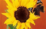 Papillons et fleurs album papier peint (1) #12