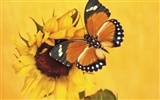 Butterflies and flowers wallpaper album (1) #16