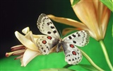 Papillons et fleurs album papier peint (1) #17