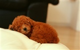 1600 dog photo wallpaper (11) #3