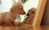 1600 dog photo wallpaper (11) #10