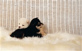1600 dog photo wallpaper (11) #11