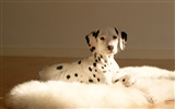 1600 dog photo wallpaper (11) #13