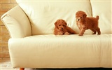 1600 dog photo wallpaper (11) #15