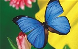 Papillons et fleurs album papier peint (2)
