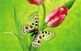 Бабочки и цветы обои альбом (2) #4