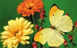 Papillons et fleurs album papier peint (2) #5