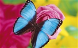 Papillons et fleurs album papier peint (2) #8